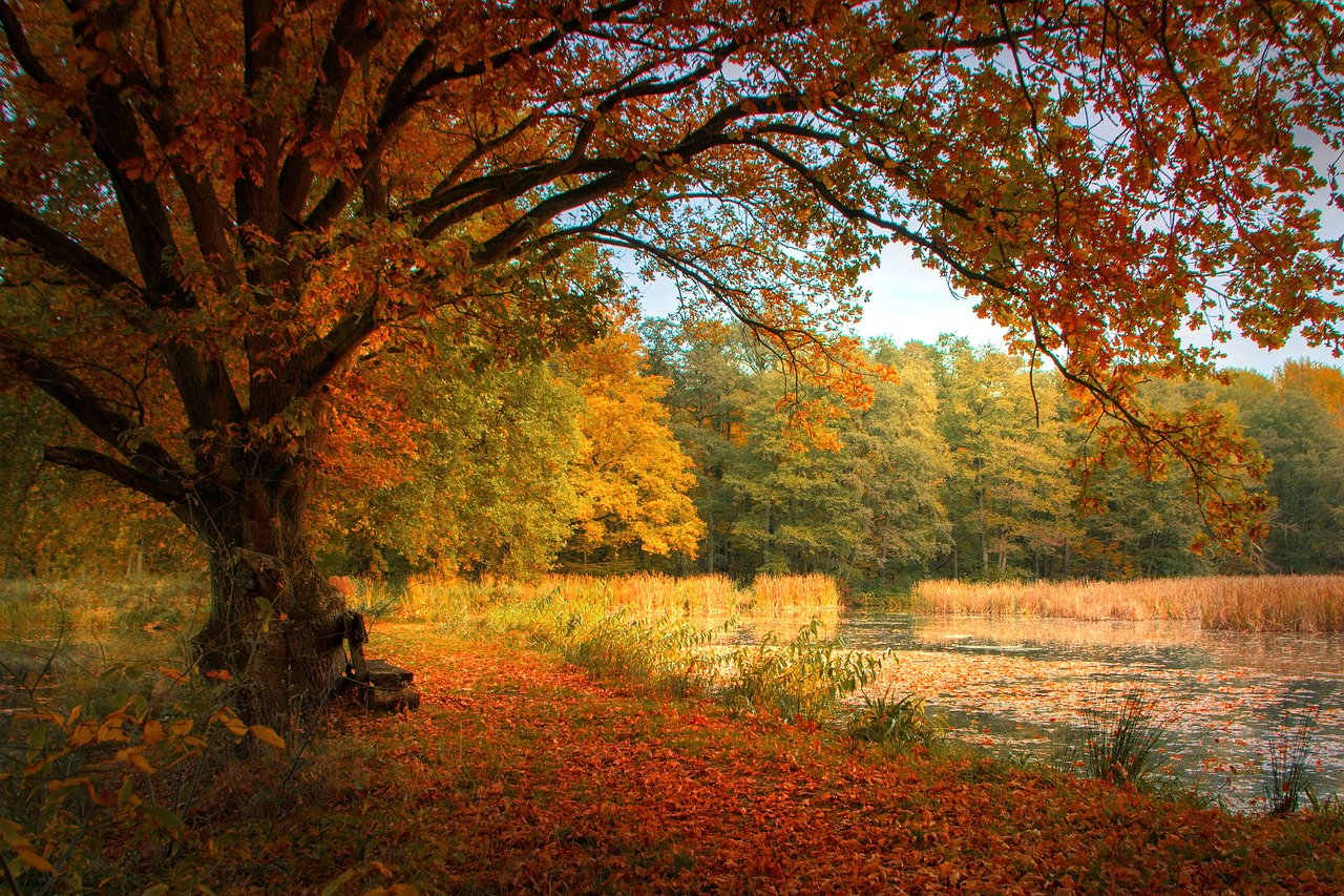 Les Feuilles Des Arbres Paroisse Sainte Trinité